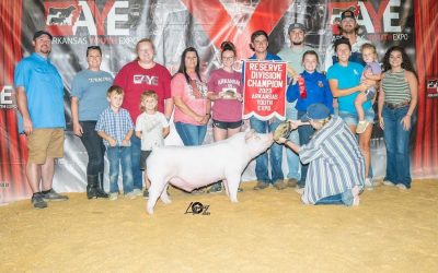 Reserve Champion Chester Barrow – 2023 Arkansas Youth Expo