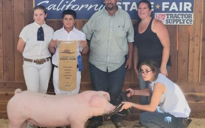 Champion Landrace Gilt – 2023 California State Fair