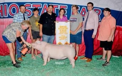 3rd Overall Landrace Gilt  – 2023 Ohio State Fair Jr Show