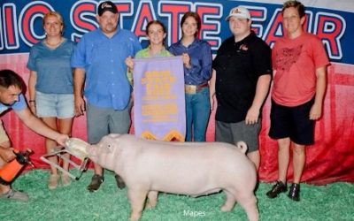 Reserve Champion Landrace Barrow  – 2023 Ohio State Fair Jr Show