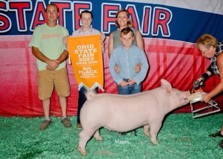 5th Overall Yorkshire Gilt – 2023 Ohio State Fair Jr Show