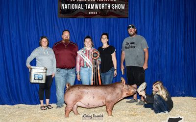 Reserve Champion Open Tamworth Gilt – 2023 National Tamworth Show