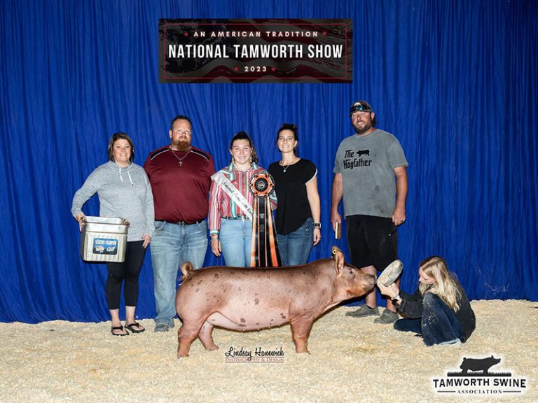 Reserve Champion Open Tamworth Gilt – 2023 National Tamworth Show