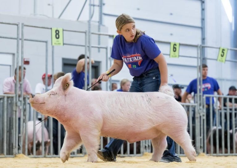 Reserve Champion Crossbred Barrow & Reserve Division 3 – 2023 Nebraska State Fair 4-H Show