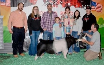 Grand Champion Market Gilt   – 2023 Georgia National Fair GA Bred Show