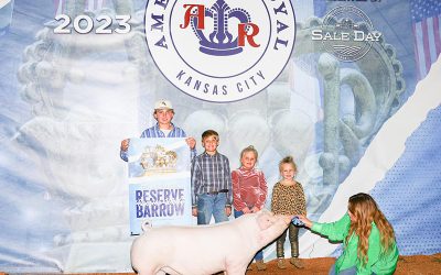 Reserve Champion Chester Barrow – 2023 American Royal