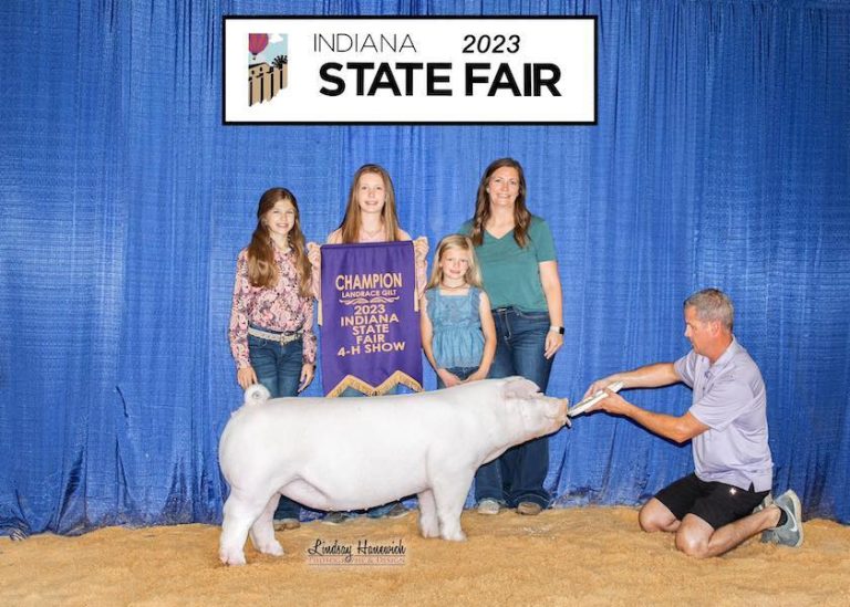 Champion Landrace Gilt – 2023 Indiana State Fair Jr Show