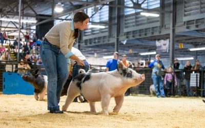 5th Overall Division 2 Dark Crossbred Market Hog  – 2023 Arkansas State Fair