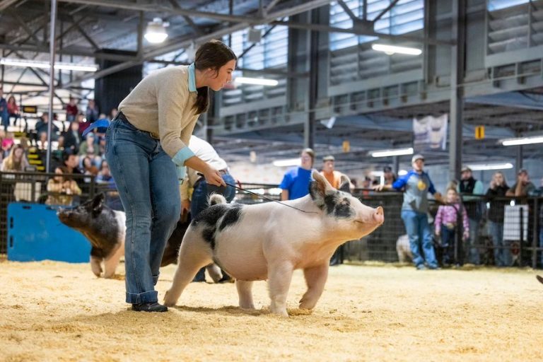 5th Overall Division 2 Dark Crossbred Market Hog – 2023 Arkansas State Fair