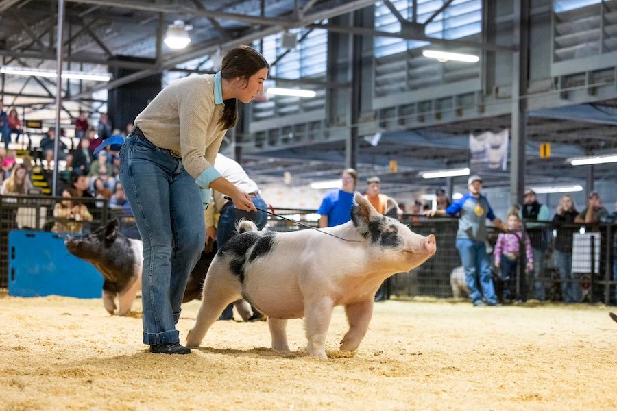 5th Overall Division 2 Dark Crossbred Market Hog  – 2023 Arkansas State Fair