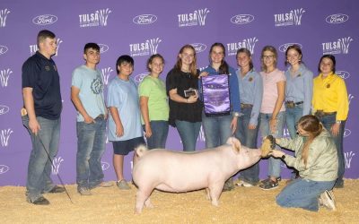 Champion Yorkshire Gilt – 2023 Tulsa State Fair