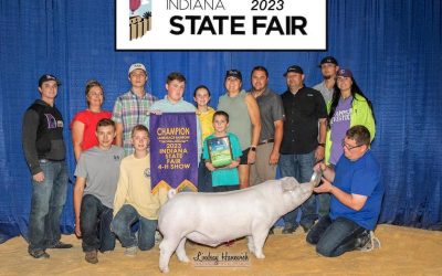 Champion Landrace Barrow   – 2023 Indiana State Fair Jr Show
