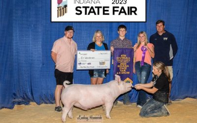 4th Overall Yorkshire Barrow & Champion Division 1 – 2023 Indiana State Fair Jr Show