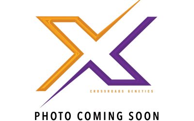 Reserve Lightweight Crossbred Gilt – 2025 Texas Elite Showcase