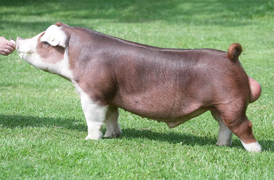 Ranch Hand Ranch Hand