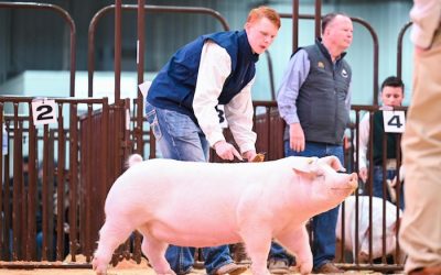 Reserve Champion Landrace Gilt – 2024 OYE