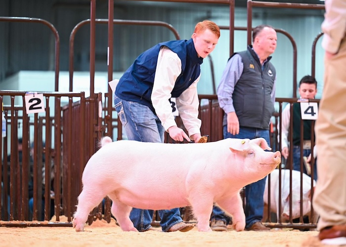 Reserve Champion Landrace Gilt – 2024 OYE