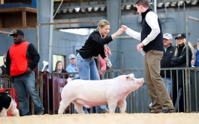 Reserve Champion Chester Market Hog – 2024 Dixie National