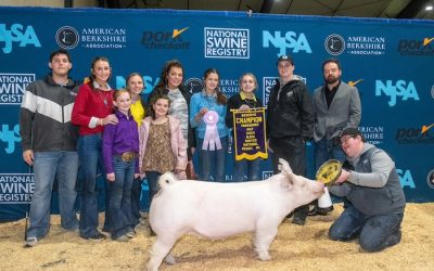 Reserve Champion Yorkshire Gilt – 2024 NJSA Winter National