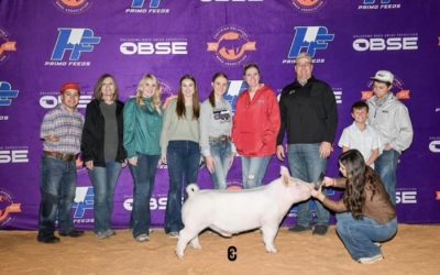 3rd Overall Purebred Yorkshire Barrow – 2024 OBSE