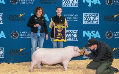 Reserve Champion Landrace Barrow – 2024 NJSA Winter National