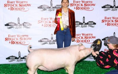 Reserve Champion Chester Gilt – 2024 Fort Worth Stock Show