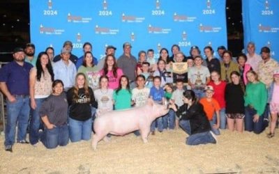 Reserve Champion Yorkshire Barrow  – 2024 Houston Livestock Show