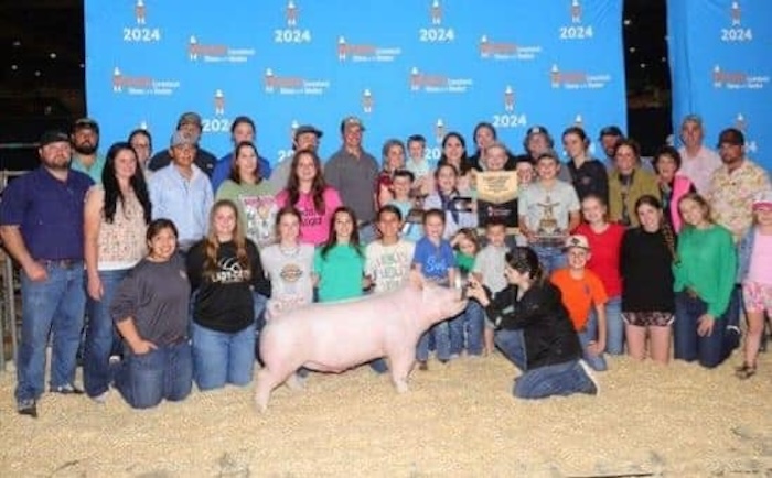 Reserve Champion Yorkshire Barrow  – 2024 Houston Livestock Show
