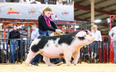 Reserve Champion Spot Gilt – 2024 San Antonio Stock Show