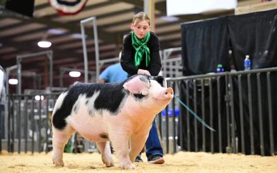 Reserve Champion Spot Gilt – 2024 San Angelo Stock Show