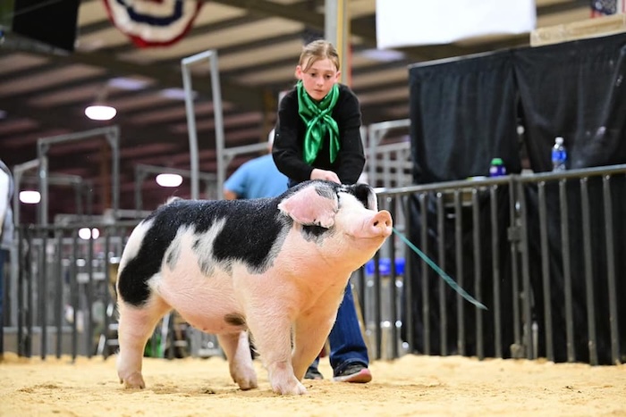 Reserve Champion Spot Gilt – 2024 San Angelo Stock Show