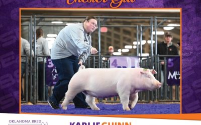 Reserve Champion Chester Gilt – 2024 OBSE