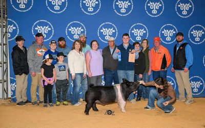 Bronze Division 1 Dark Crossbred Barrow – 2024 OYE