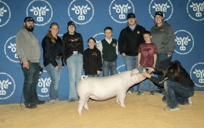 3rd Overall Landrace Gilt – 2024 OYE