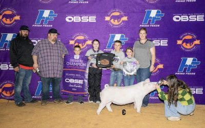 Champion Landrace Gilt – 2024 OBSE