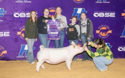 Reserve Champion Yorkshire Gilt – 2024 OBSE