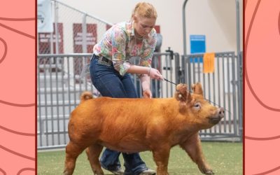 Champion Tamworth Gilt – 2024 TP Sweet Peach Regional