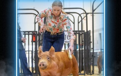 Reserve Champion Tamworth Gilt – 2024 TP Southwest Throwdown