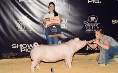 Champion Chester Gilt – 2024 Texas Elite