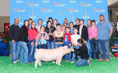Reserve Champion Landrace Gilt – 2024 Houston Livestock Show