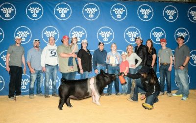 4th Overall Commercial Gilt – 2024 OYE