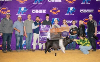 Reserve Overall Crossbred Gilt & Champion Dark Cross – 2024 OBSE