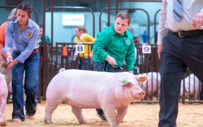 4th Overall Landrace Gilt – 2024 OYE