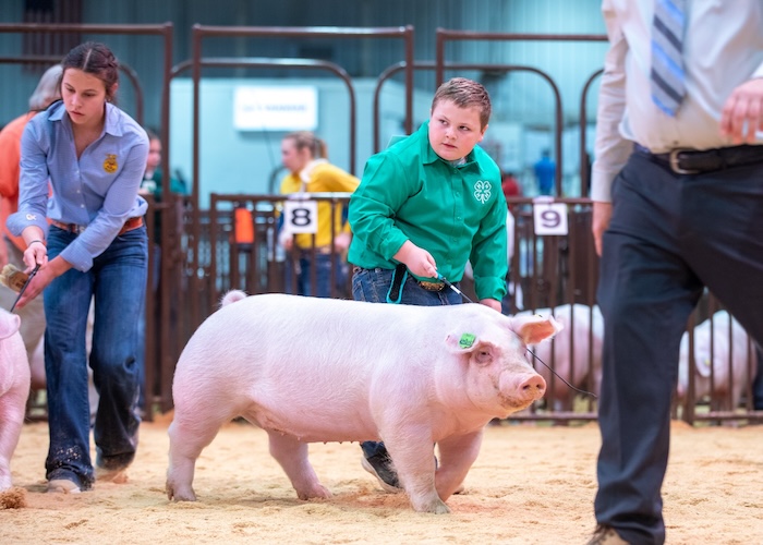 4th Overall Landrace Gilt – 2024 OYE