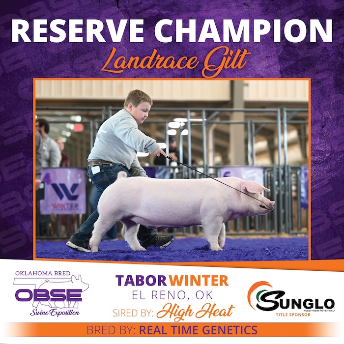 Reserve Champion Landrace Gilt – 2024 OBSE