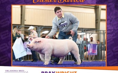 Reserve Champion Chester Barrow – 2024 OBSE