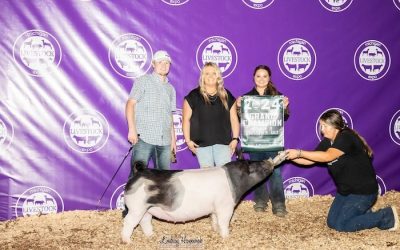 Champion Division 2 Crossbred Market Gilt  – 2024 Michigan Livestock Expo