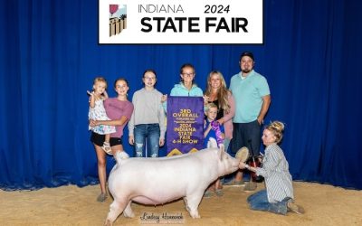 3rd Overall Yorkshire Gilt – 2024 Indiana State Fair Jr Show