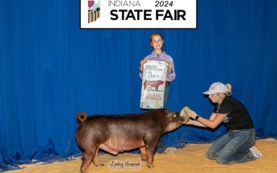 1st Place Duroc Barrow – 2024 Indiana State Fair Jr Show