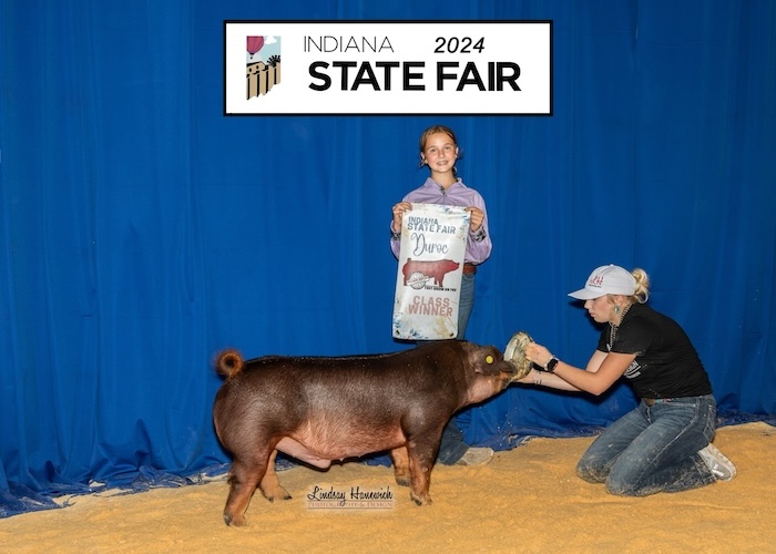 1st Place Duroc Barrow – 2024 Indiana State Fair Jr Show